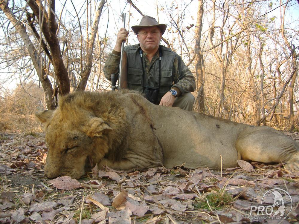 охота на льва буйвола леопарда